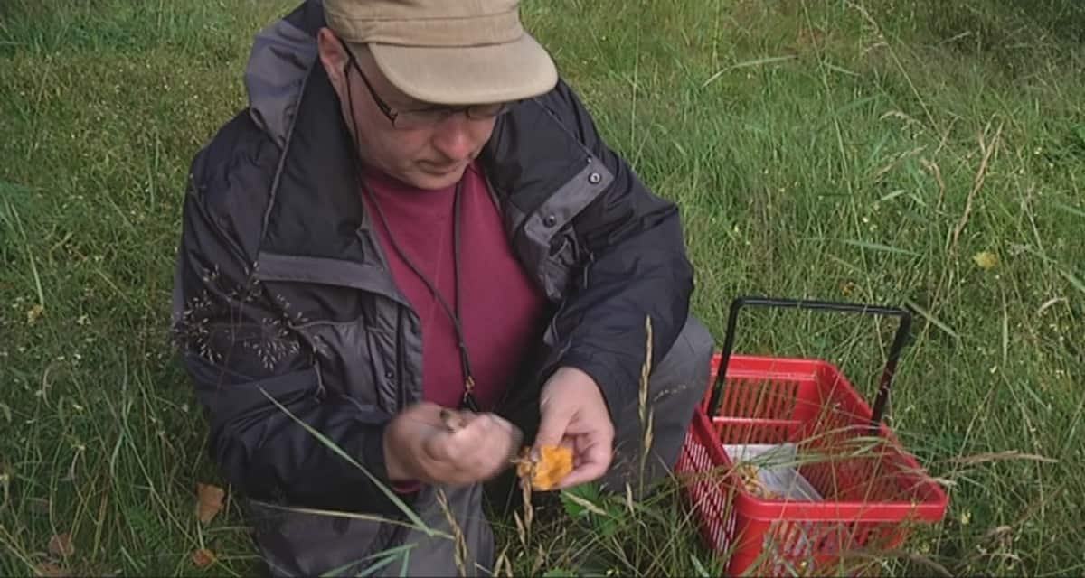 Biologi Jouni Issakainen kanttarelli kädessä.