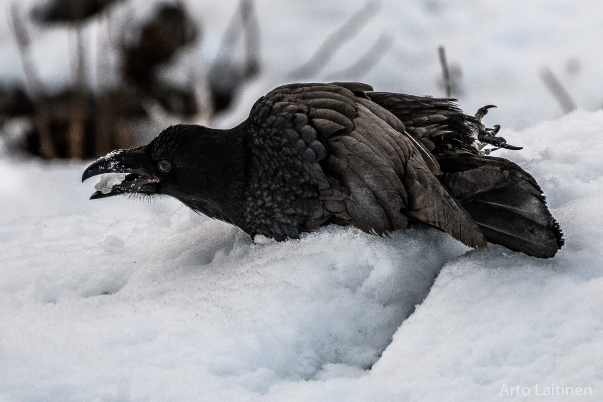 Jääpallo kelpaa korpille leluksi.