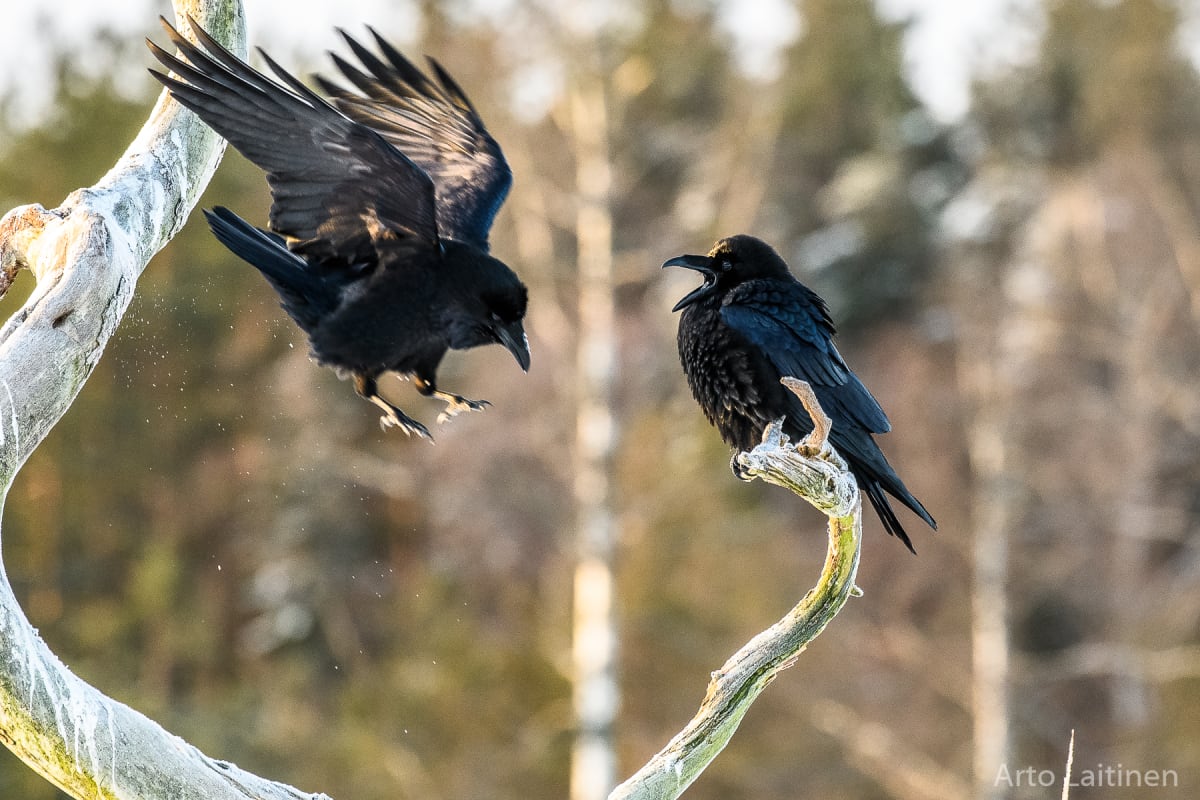 Korpit kommunikoivat ja näyttävät keskustelevan