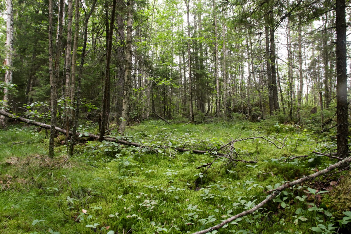 suolampare metsässä