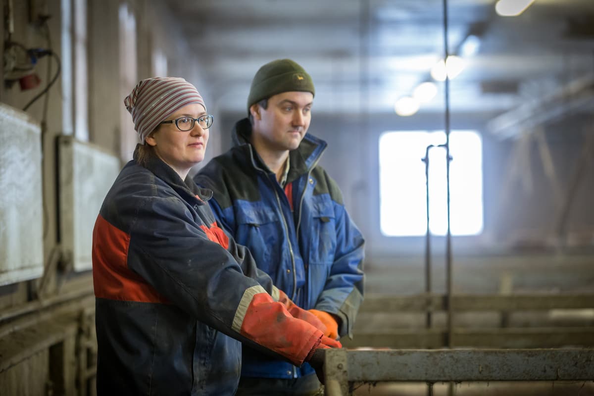 Maatilayrittäjät ja luomutilalliset Reetta Kivi (edessä) ja hänen miehensä Timo Koli sikalan puolella, Sikala-tilateurastamo Kiven Säästöpossu, Karkkila, 14.2.2018.