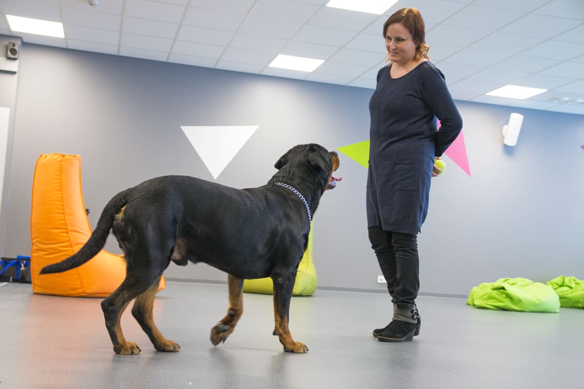 Rottweiler-Jethro odottaa Merja Leskiseltä pallon kopittelua