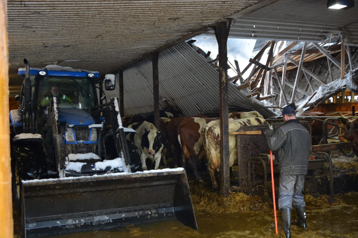 Romahtanut katto rikkoi myös navetan vesiputket ja lattia oli veden vallassa.