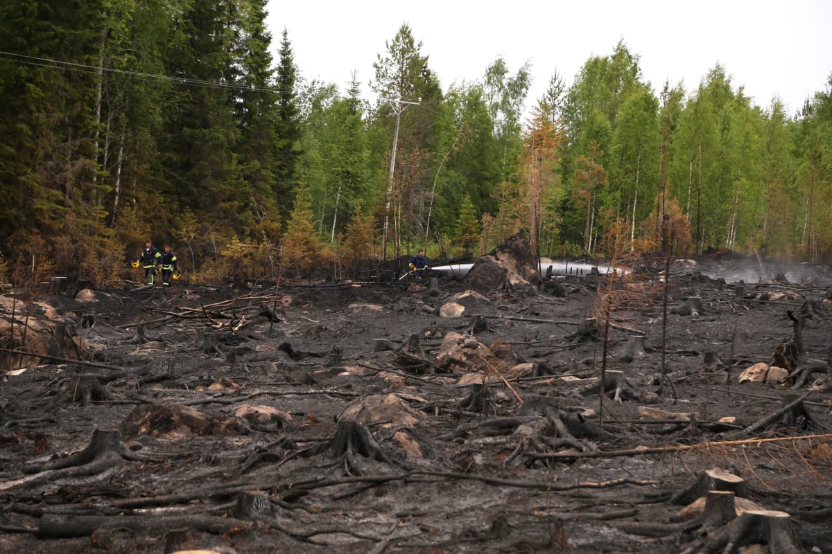 Palomiehet sammuttamassa metsäpaloa.