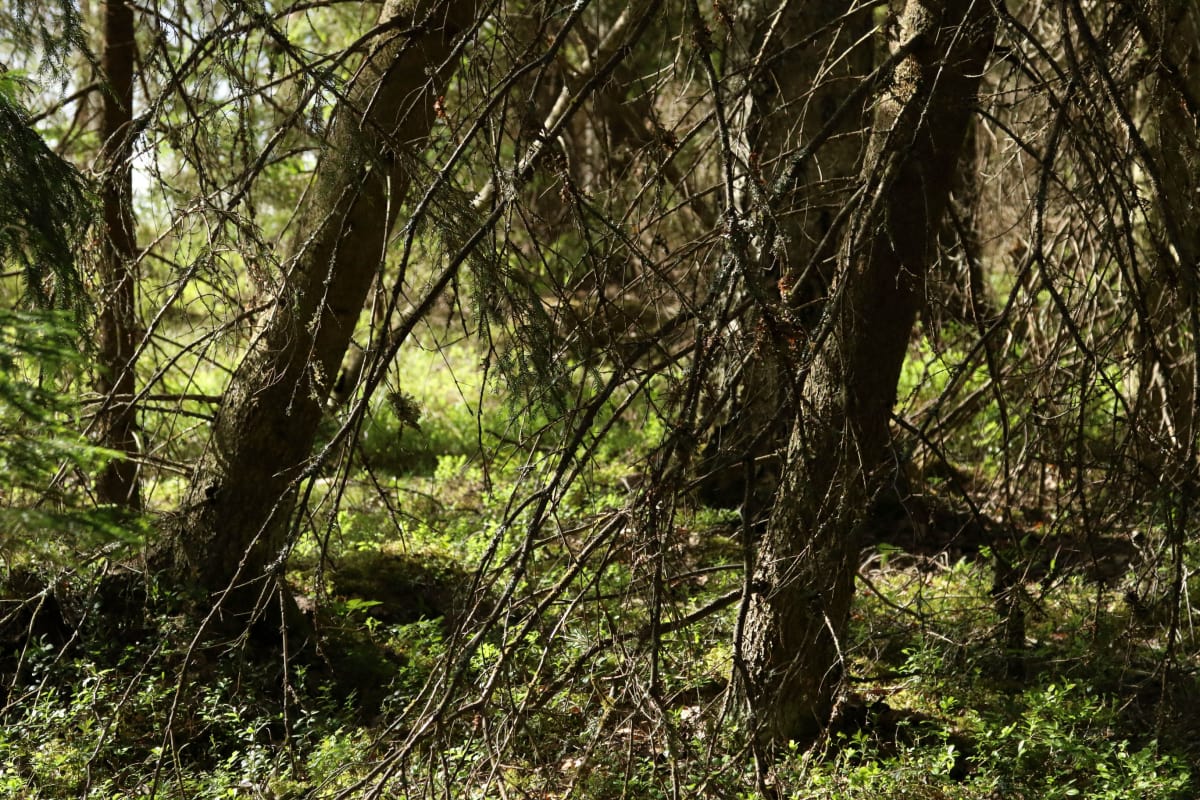 Metsäaukon vieressä tuuli on kallistanut kuusia.