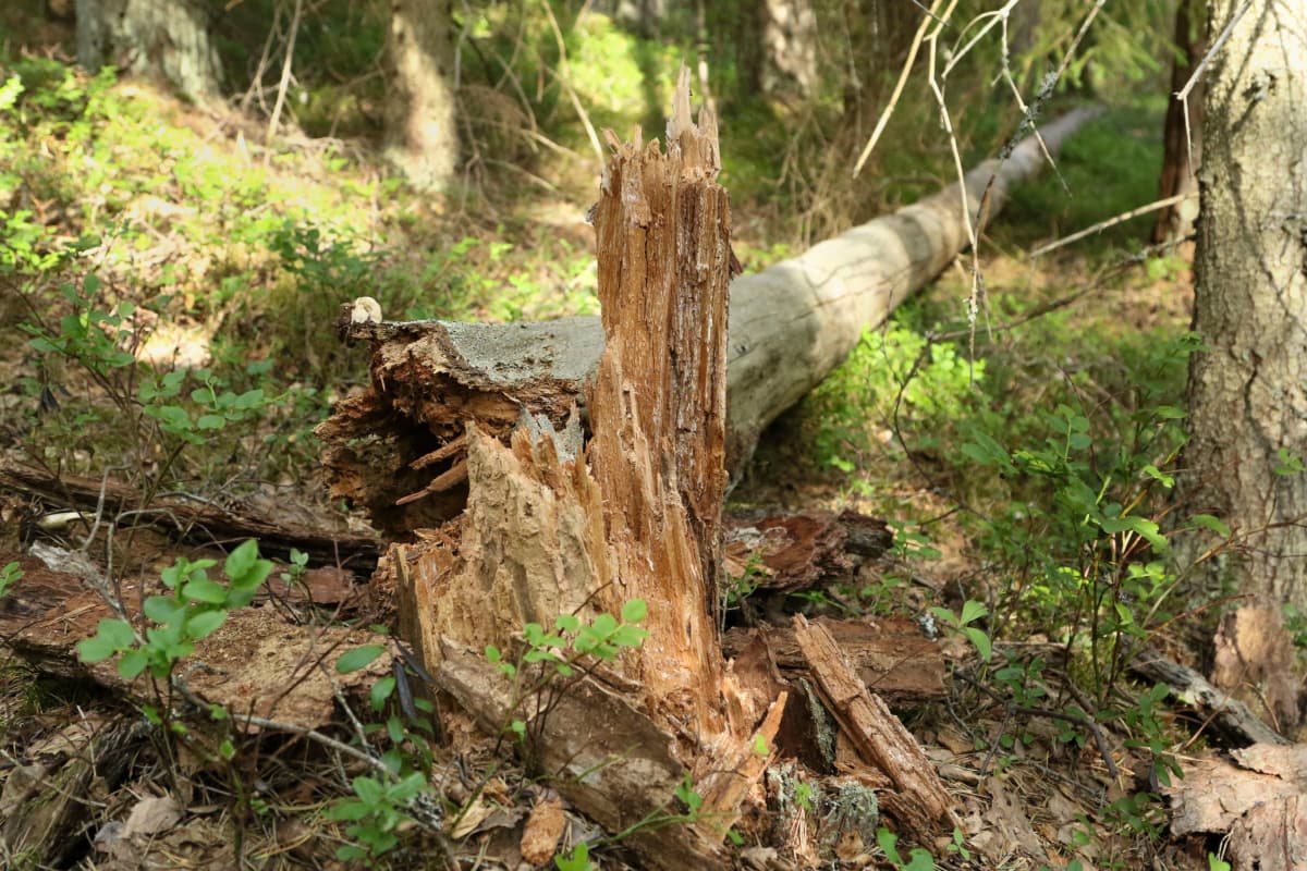 Puu on katkennut juuresta vanhassa metsässä.