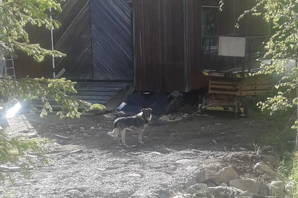 Herra Koirasta saatiin napattua kuva Sirkassa kesäkuun lopulla. Tästä matka jatkui Kevitsaan.
