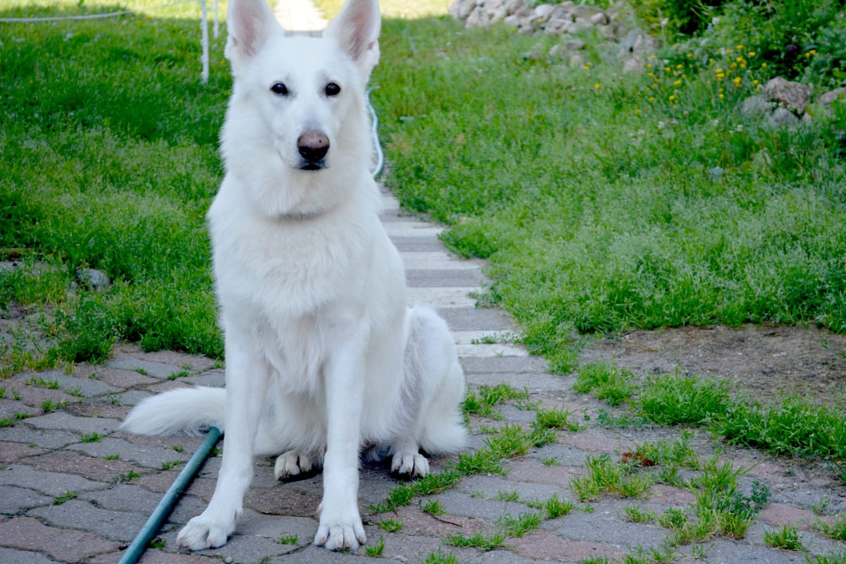Ada-koira