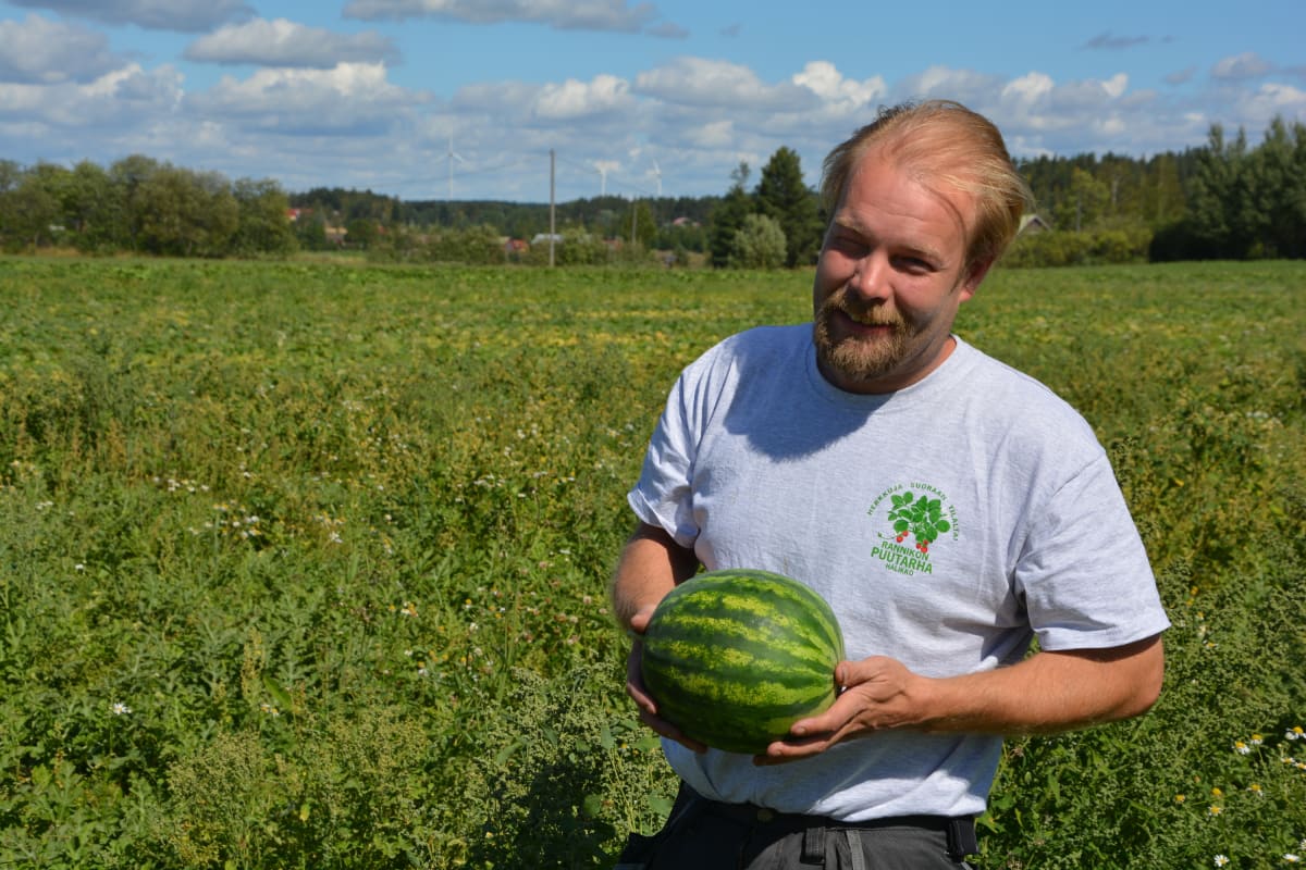 Rannikon puutarhan viljelijä Esa Rannikko vesimelonipellolla.