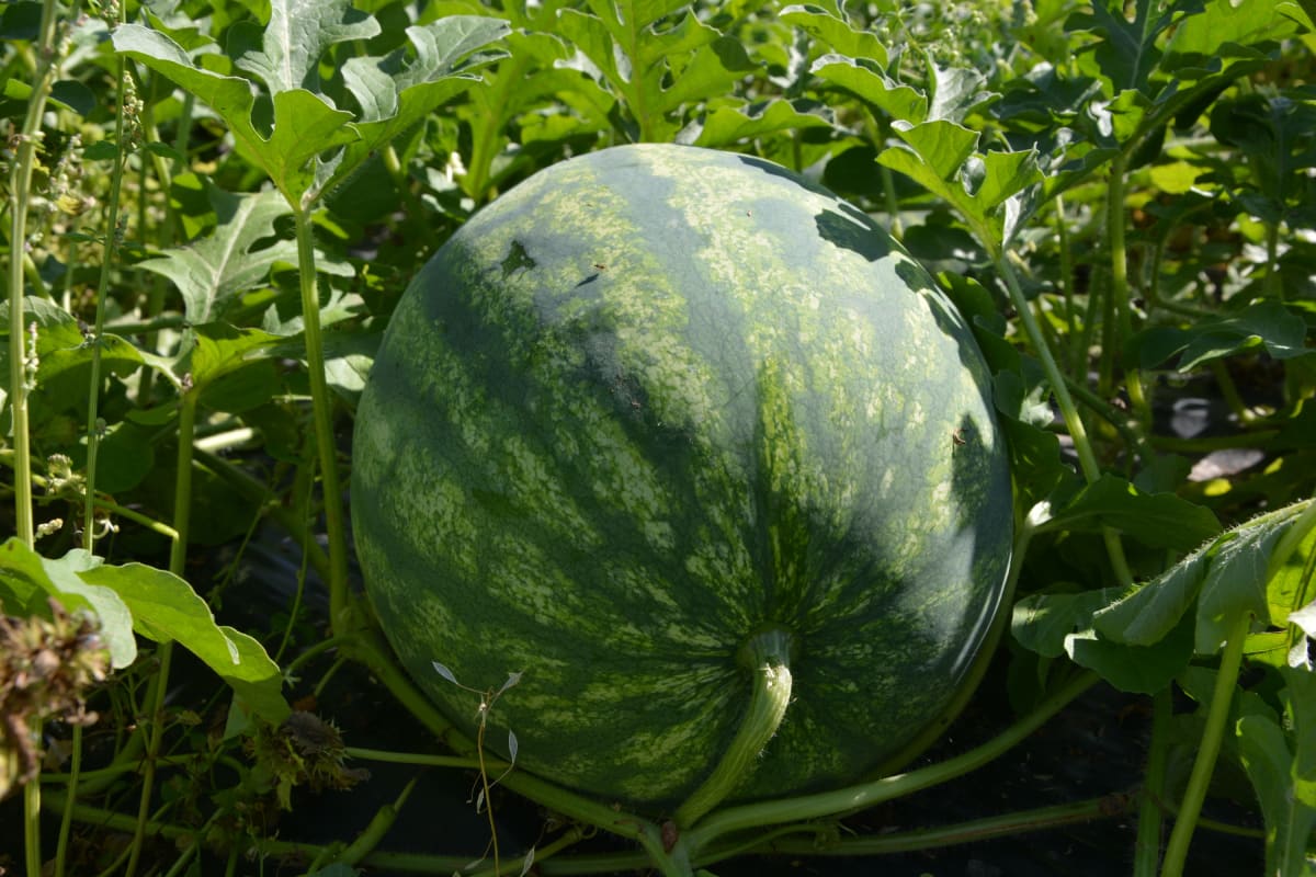 Kotimainen vesimeloni pellolla