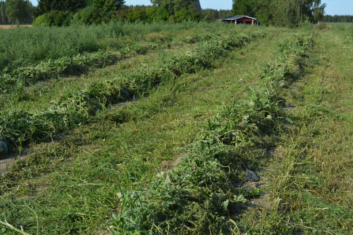Katilan tilan melonipelto.