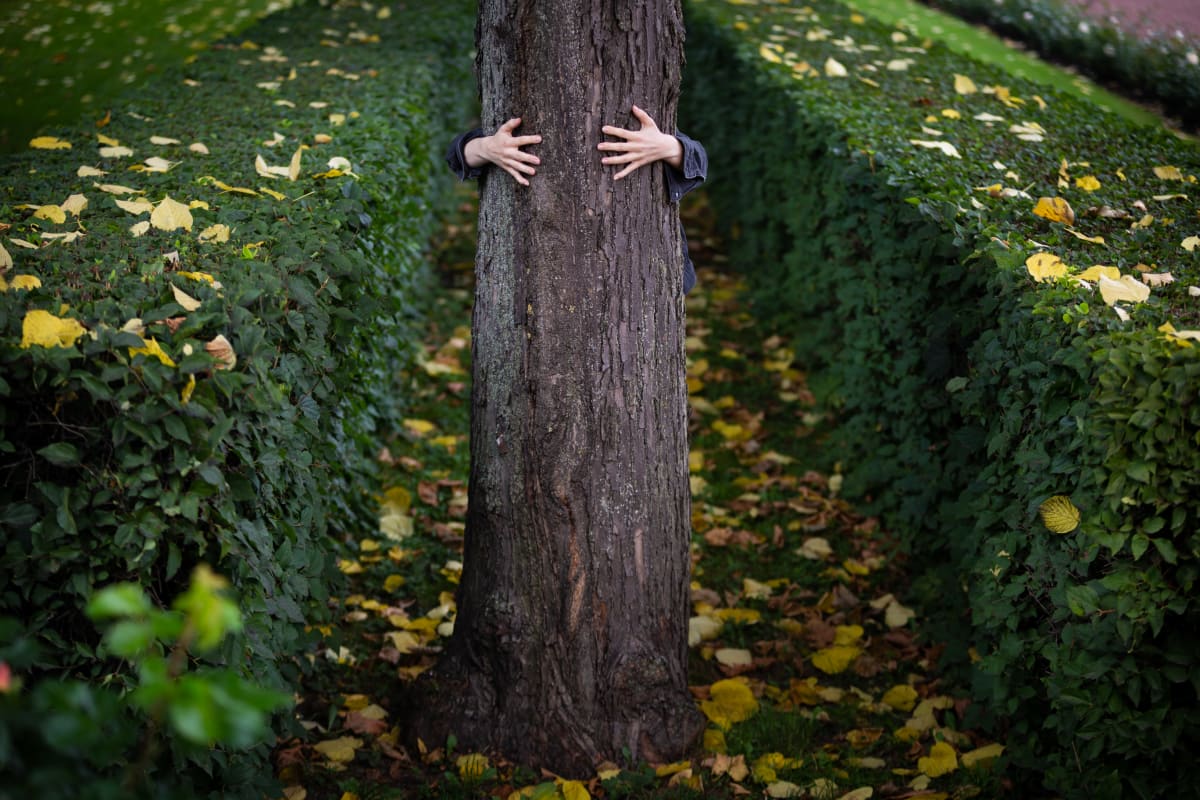 Kädet puun ympärillä