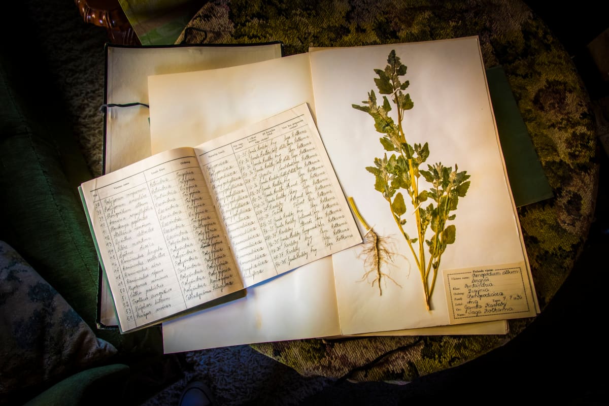 Saga Kotkaman kasvio on vuodelta 1937. Siistillä ja kauniilla käsialalla kirjoitetut sivut kertovat tarkasti kasvien löytöpaikoista ja kasvuoloista tuon ajan Kokkolassa. Kasvio päätyy ehkä lahjoituksena museolle.