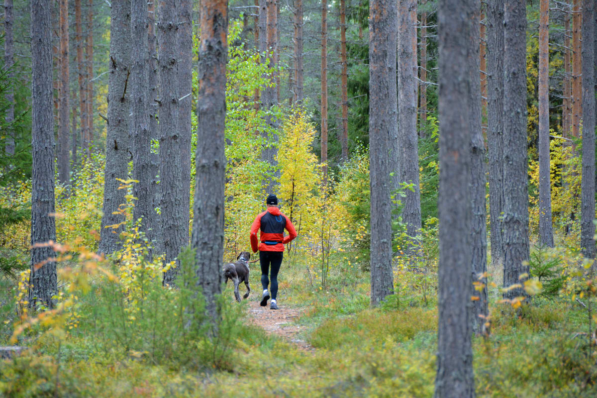 Teija Polso juoksee metsässä Vinku-koiransa kanssa.