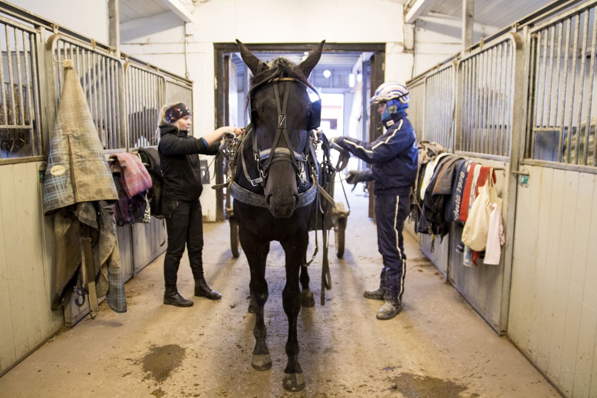 Ravihevosta valjastetaan