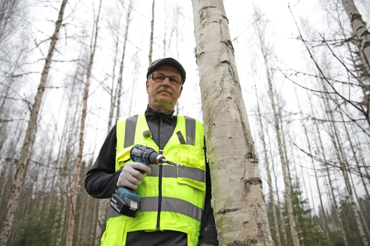Pekka Kolari istuttaa koivikkoonsa pakuri-ymppejä.