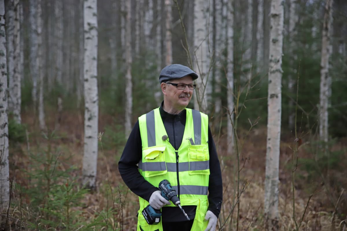 Pekka Kolari on istuttanut pakuri-ymppejä omaan metsäänsä Jämsänkoskella.