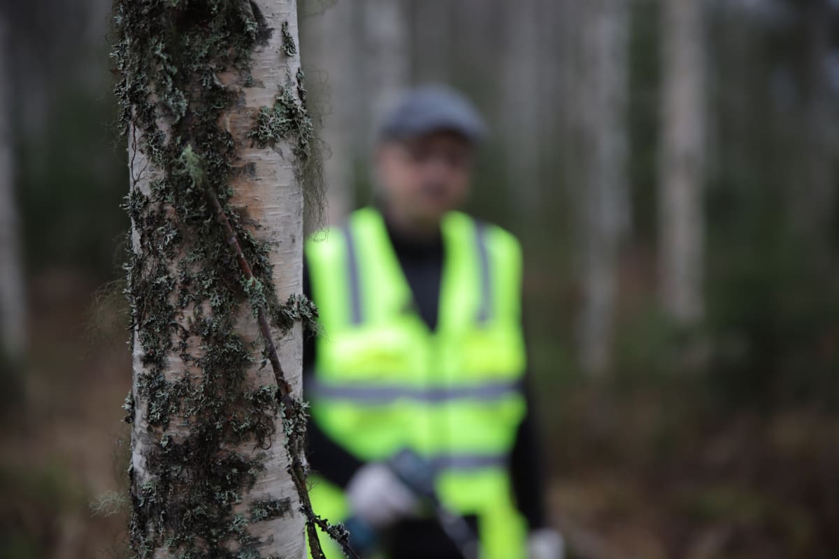 Pakurin kasvatusta aloitellaan Suomessa.