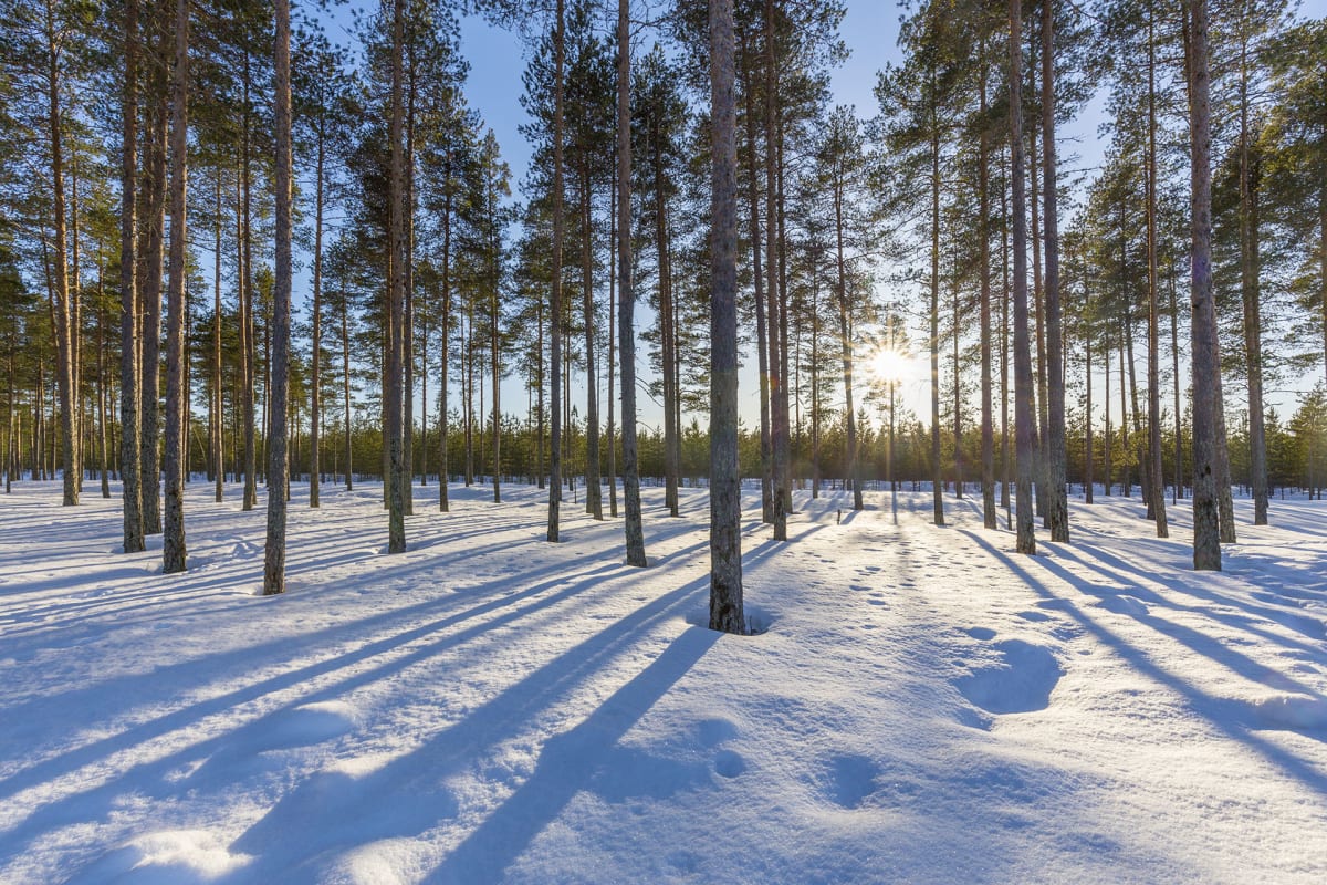 Mäntymetsä kevättalvella auringonlaskun aikaan.