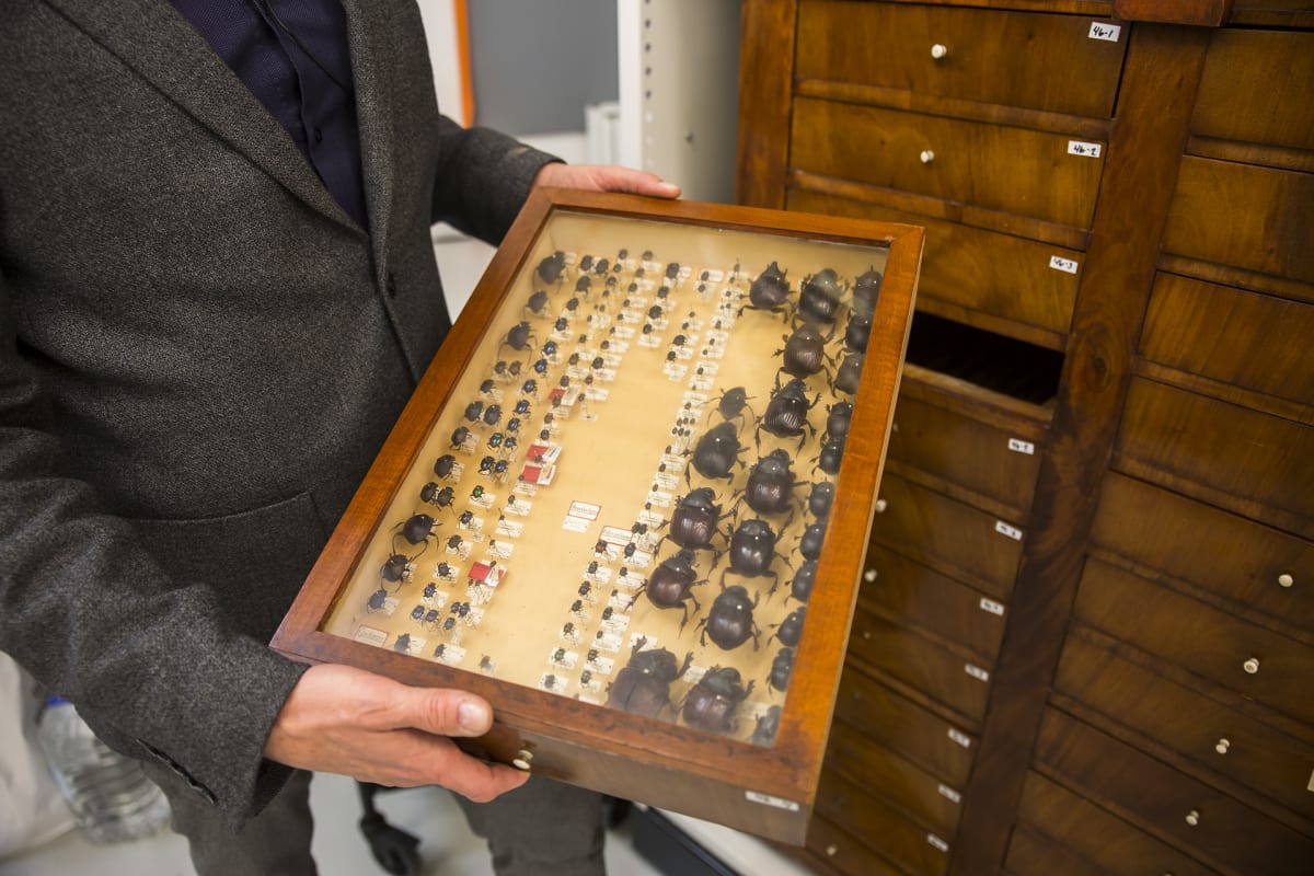 Luonnontieteellisen keskusmuseon johtaja Leif Schulman esittelee Marsalkka Mannerheimin isoisän kovakuoriaiskokoelmaa.
