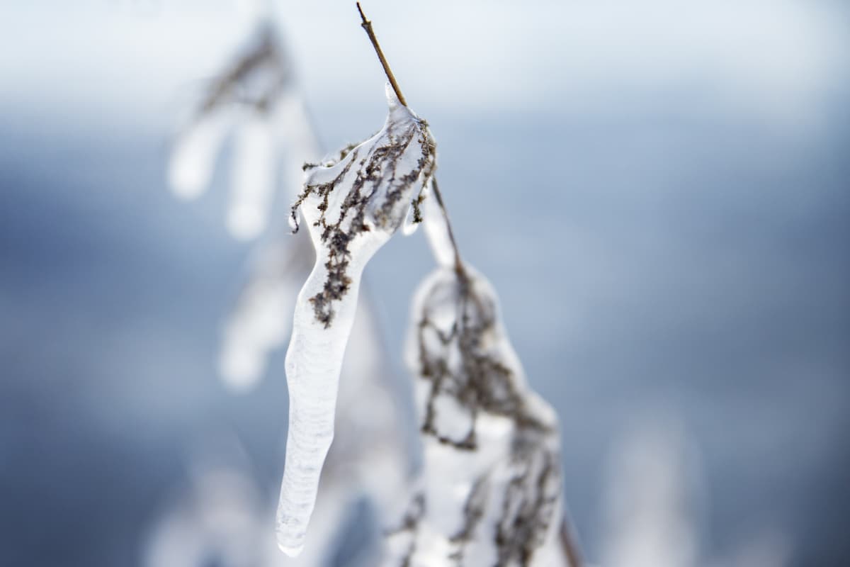 Jäätynyt kasvi Näsijärven rannalla