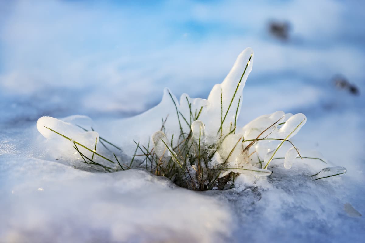 Jäätynyt ruohotupsu