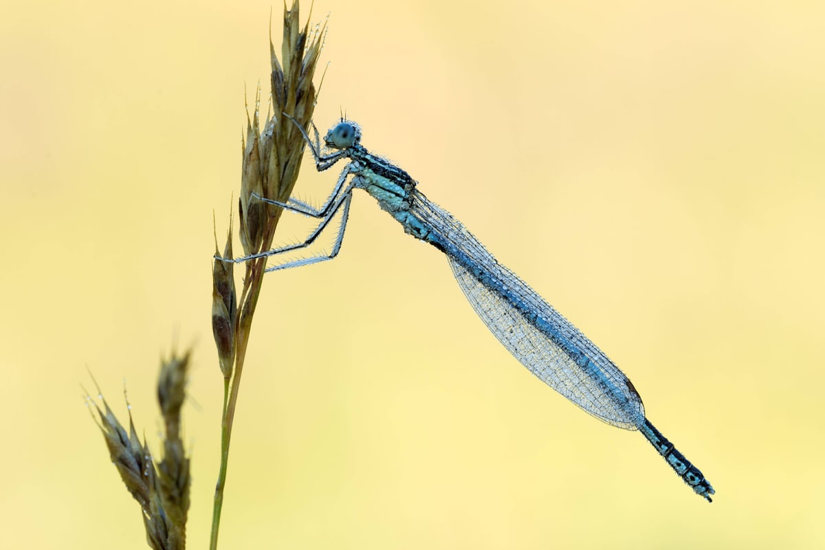 Sulkakoipikorento (Platycnemis pennipes).