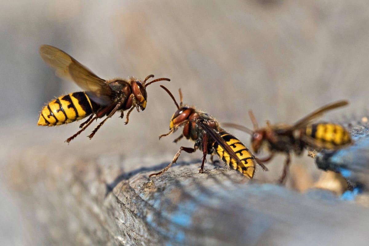 Herhiläinen (Vespa crabro).