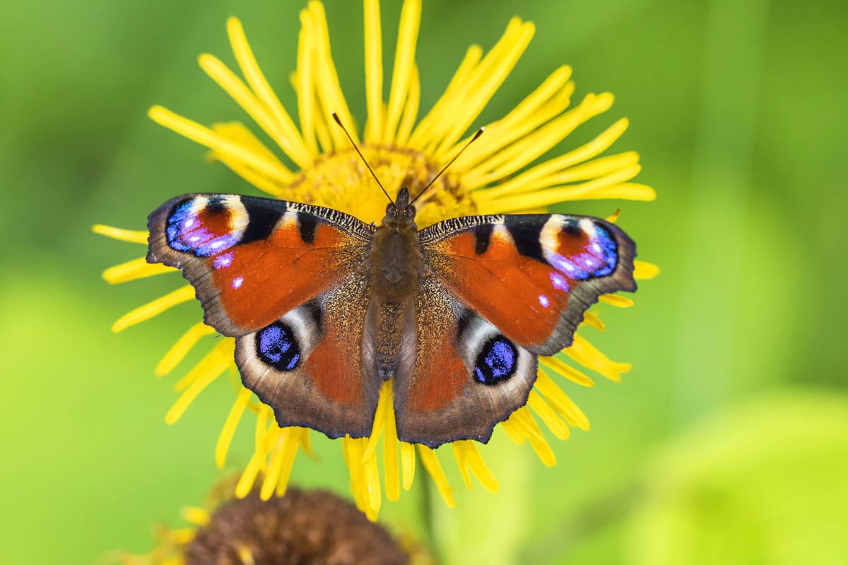 Neitoperhonen (Aglais io)