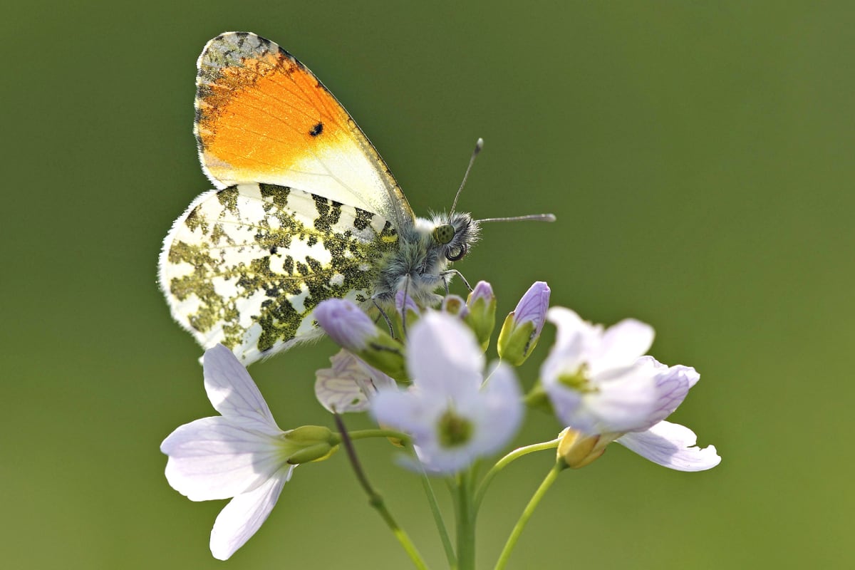 Auroraperhonen (Anthocharis cardamines).