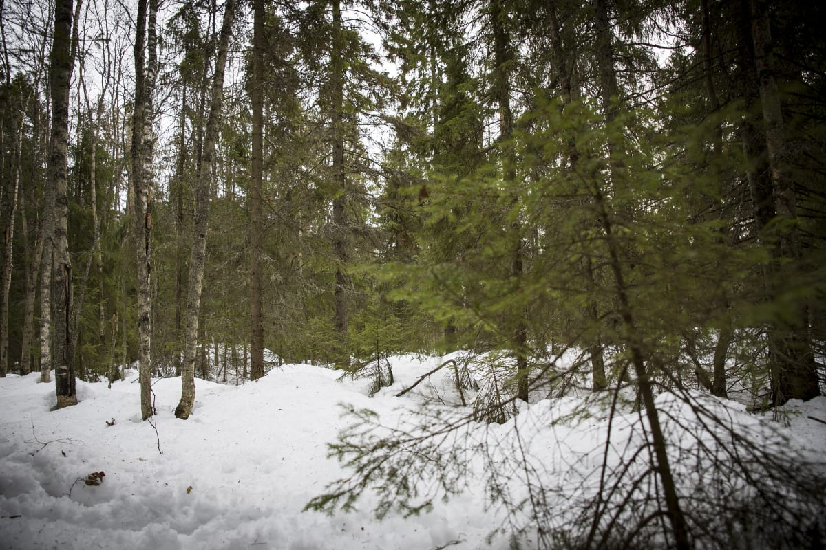 Metsää.