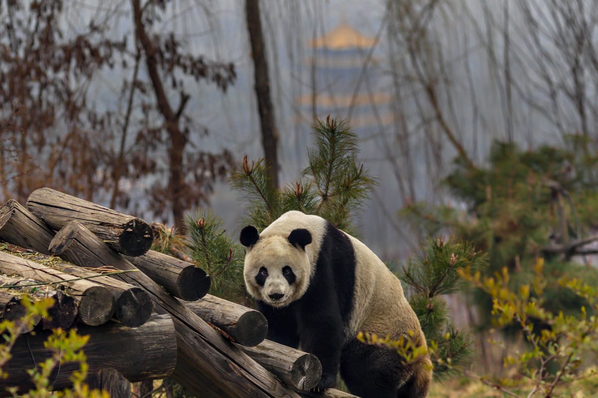 Panda istuskelee puiden siimeksessä Shaanxin provinssissa Kiinassa.