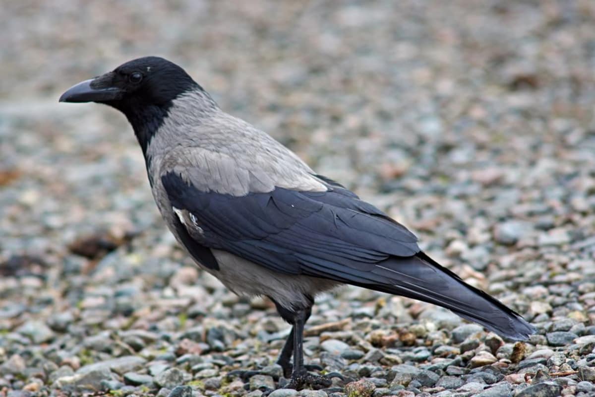 A hooded crow on the ground.