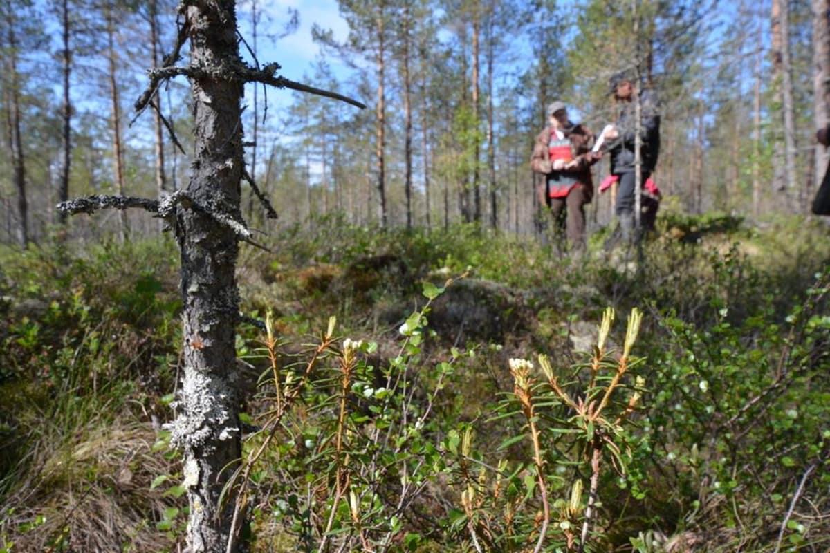 Näkymä suolta