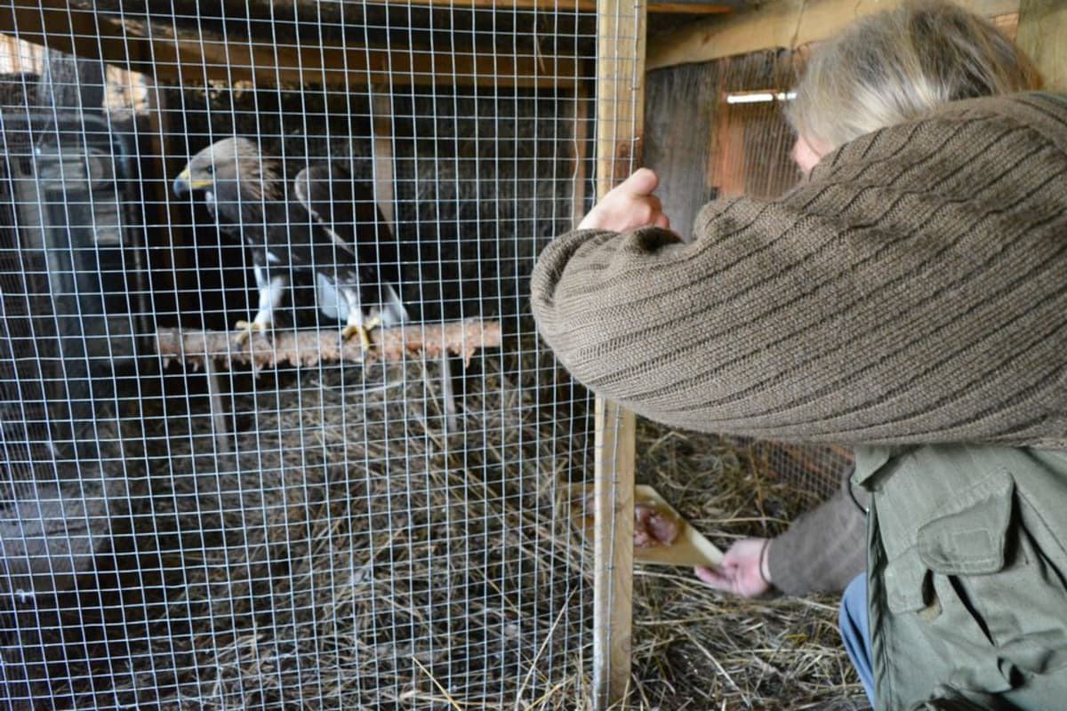 Biologi Vesa Hyyryläinen tarjoaa ruokaa loukkaantunelle maakotkalle.