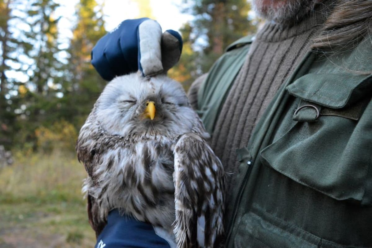 Siivestään loukkaantunut viirupöllö nauttii biologi Vesa Hyyryläisen paijauksesta.