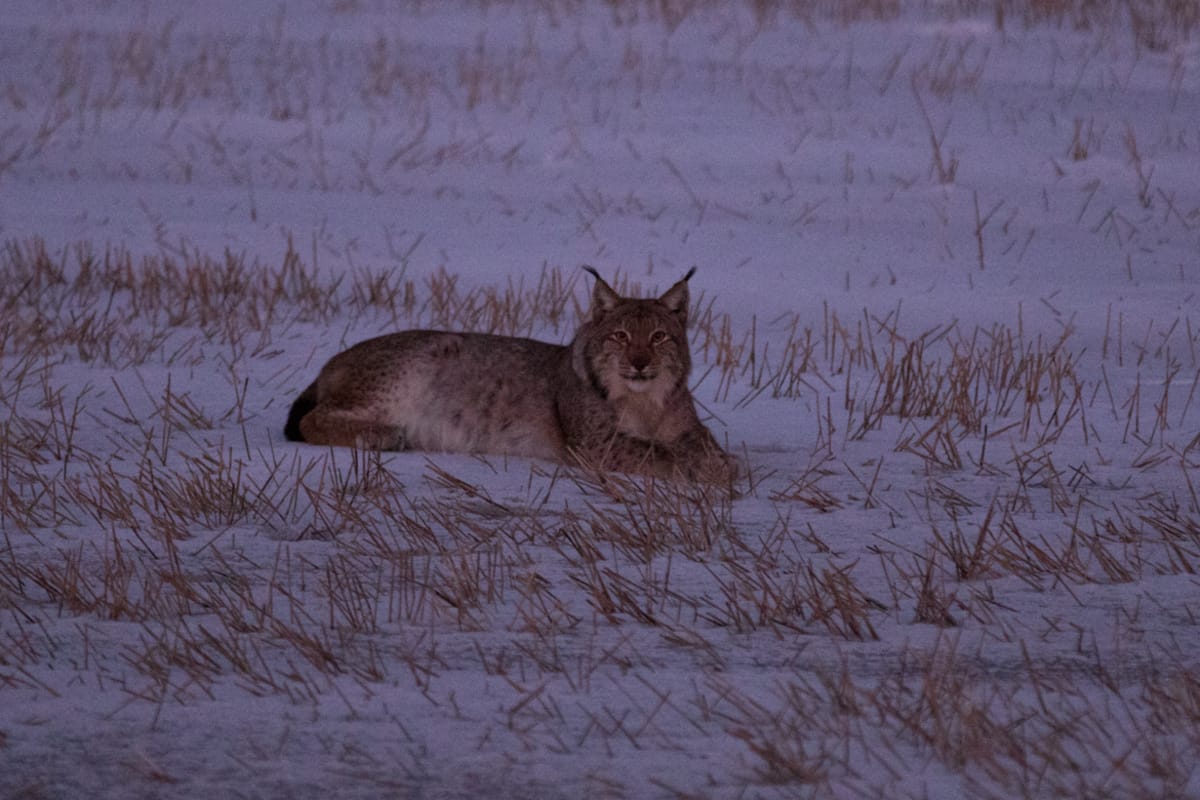 Ilves NUrmijärven Lepsämän kylässä 17.2.2016