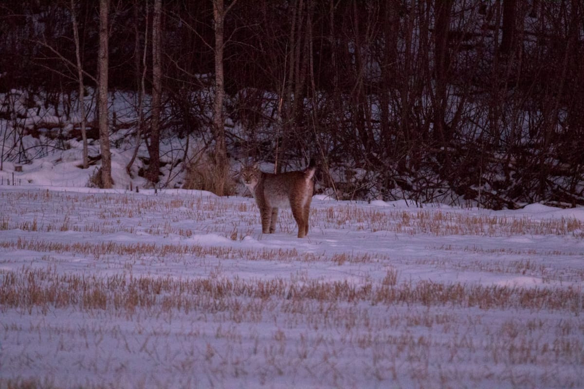 Ilves Nurmijärven Lepsämän kylässä 17.2.2016