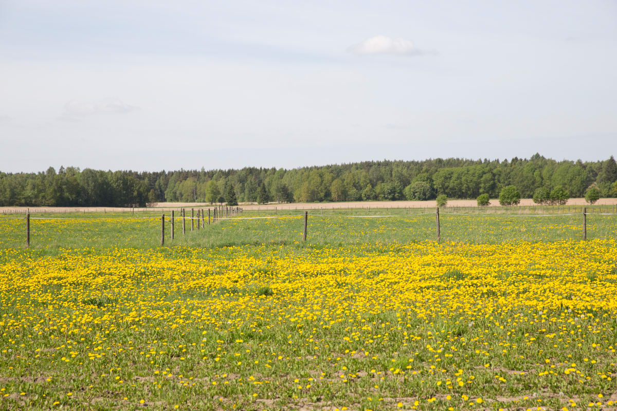 Voikukkia pellolla.