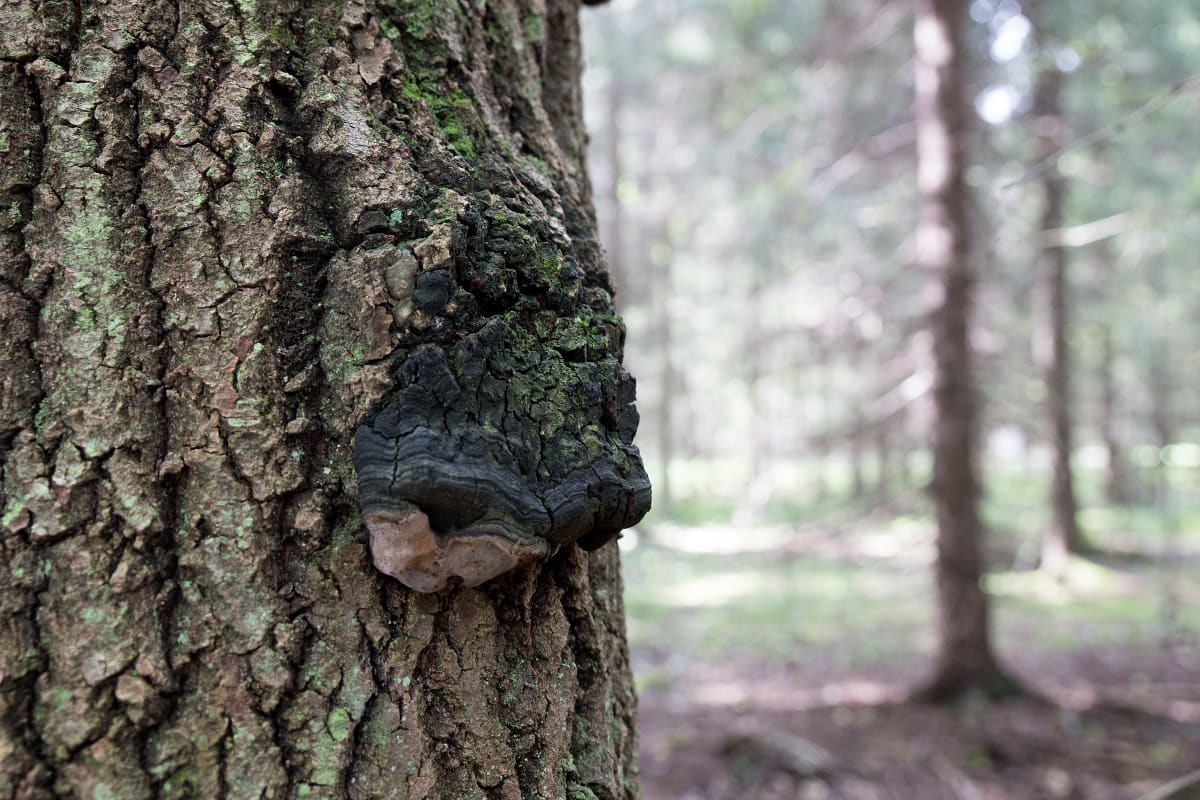 Haapapuussa voi olla kymmeniä haavankääpiä ilman että puu kuolee. Haavankääpä on hyvin sitkeä ja pahkamainen.