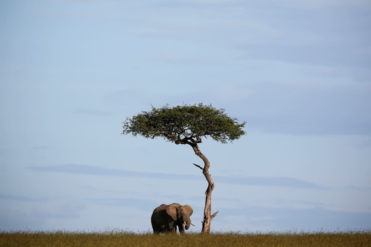 epa05302155 A photograph made available on 12 May 2016 shows a lone elephant standing next to a tree in the Maasai Mara National Reserve in southwestern Kenya, 24 December 2015. At a major conservation conference held in Botswana in 2015, experts have said some 80,000 elephants have been killed by poachers in Africa since 2006, warning that African elephants could be extinct in a next few decades. Another study by Proceedings of the National Academy of Sciences puts the number even higher- more than 10,000 elephants have been killed in Africa from 2010 thorugh 2012. EPA/DAI KUROKAWA