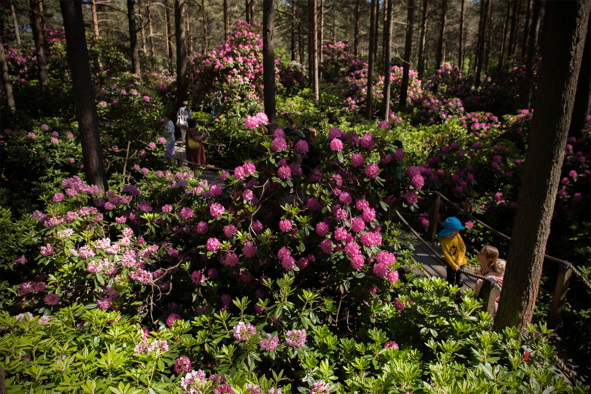 Etelä-Haagan rododendronpuisto.