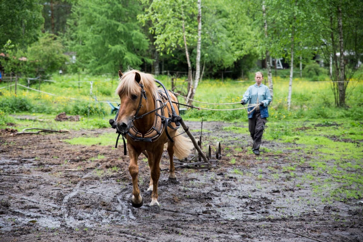 Hevostenhoitaja Tuohivirsu äestys