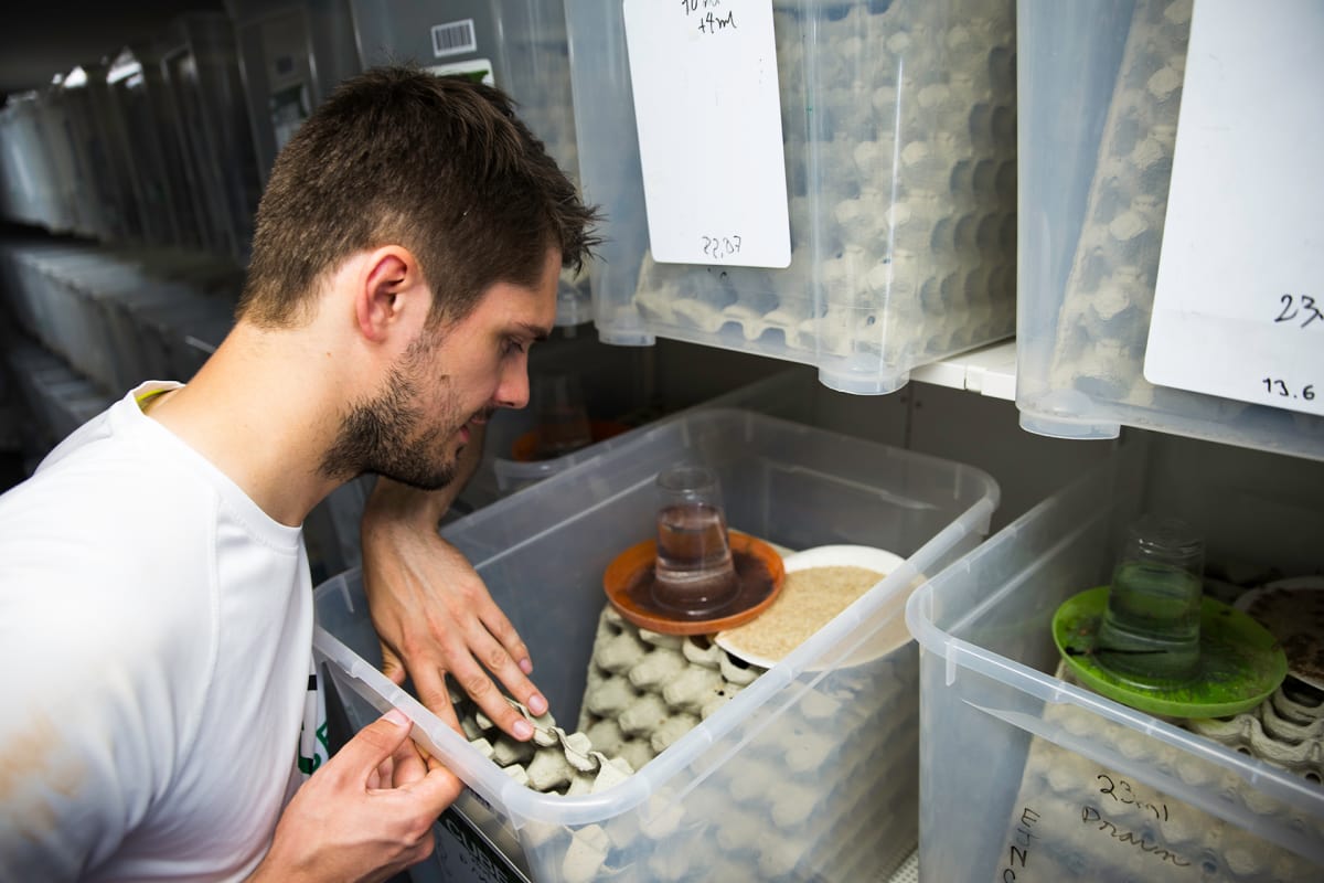 Robert Nemlander, Entocube