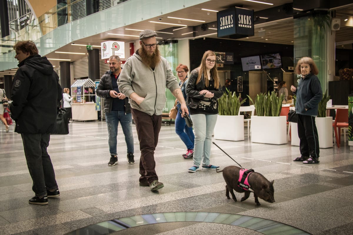 Minipossu tuo hymyn huulille ohikulkijoissa.