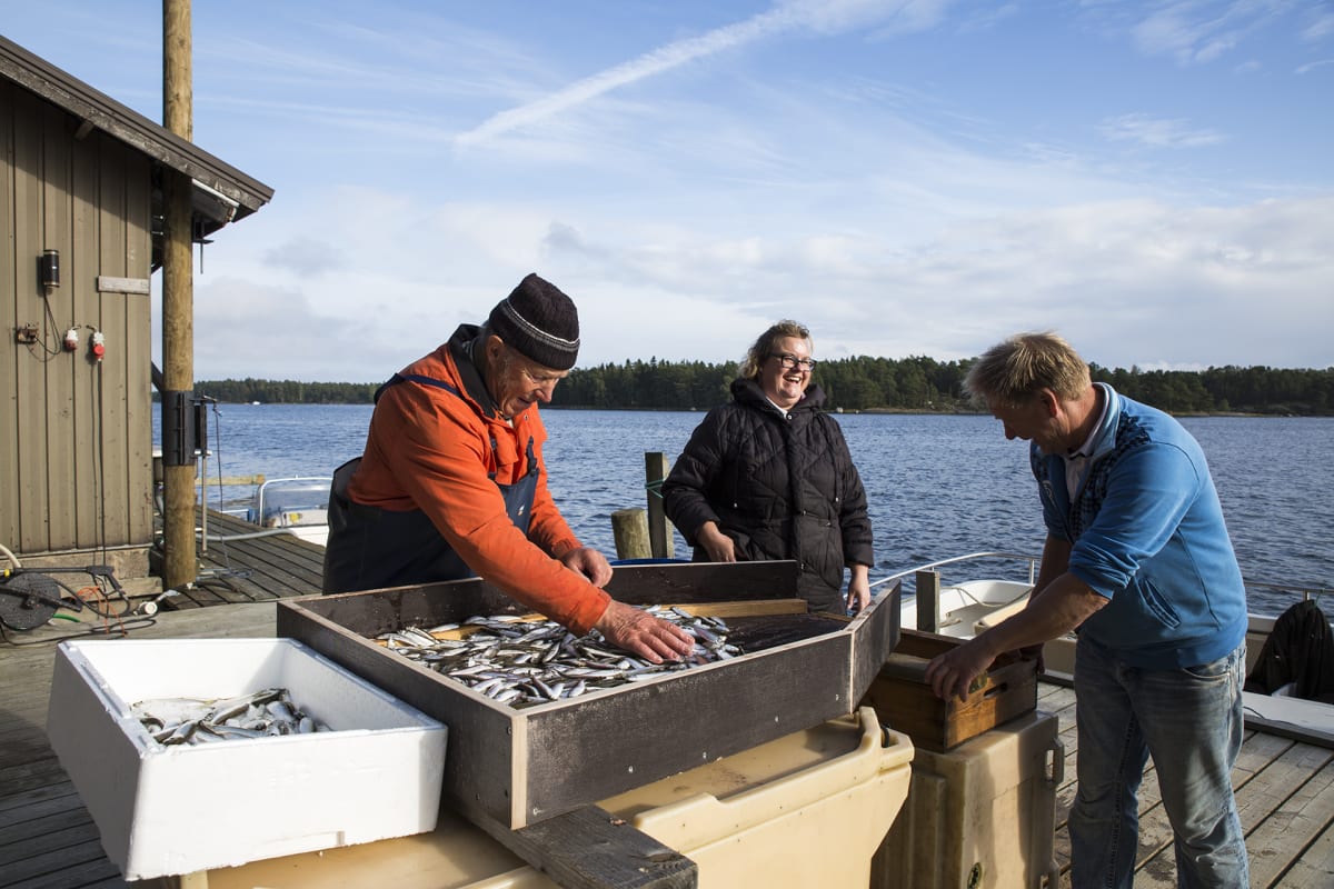 Pellinkiläiskalastajat Henrik, Johanna ja Jörgen Kellgren erottelevat silakoita kilohaileista