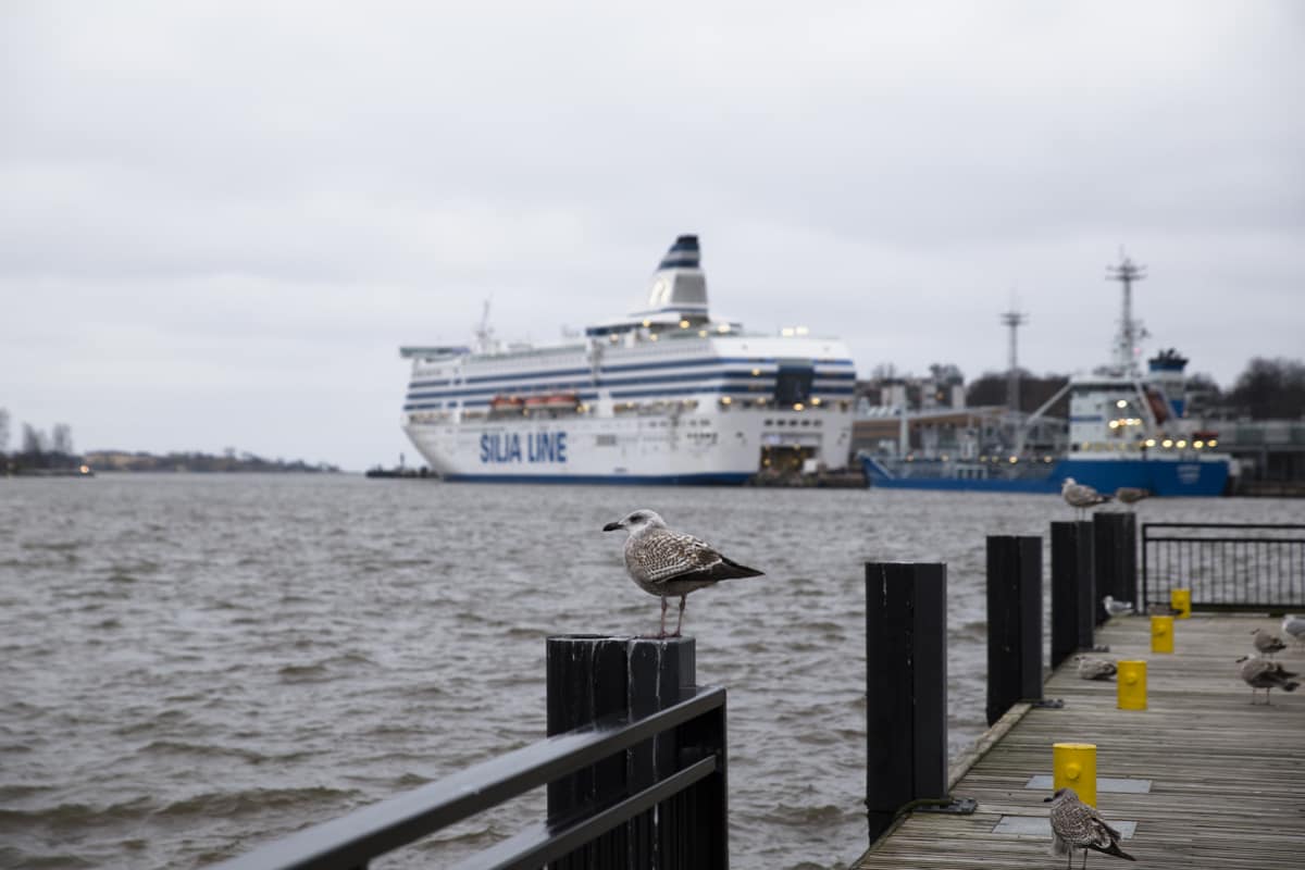 Lokkeja laiturilla sekä Silja Linen laiva