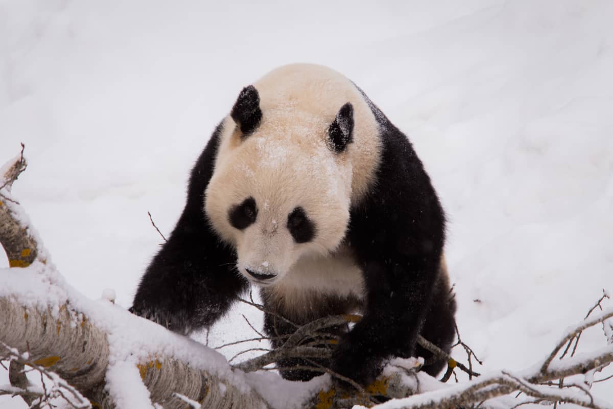 Pyry panda Ähtärissä