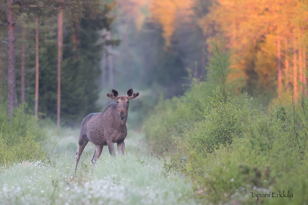 Hirvi aamuisessa metsässä