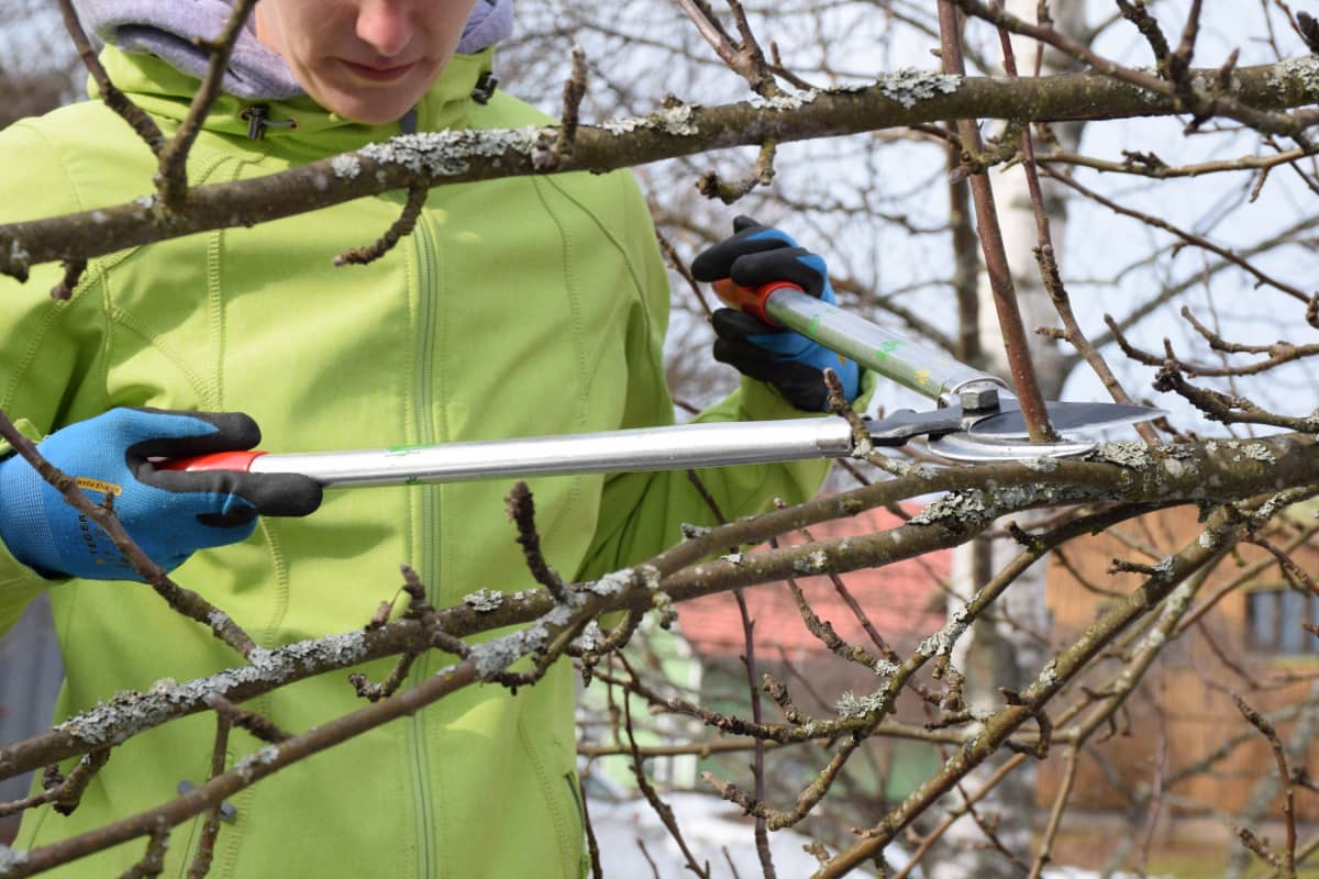 Nainen leikkaa oksasta vesiversoa oksasaksilla.